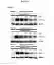 Fig. 04 - Alpha-arylmethoxyacrylate derivative, preparation method thereof, and pharmaceutical composition containing same