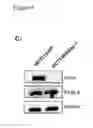 Fig. 05 - MODULATORS OF VIRAL TRANSCRIPTION, AND METHODS AND COMPOSITIONS THEREWITH