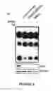 Fig. 06 - MODULATORS OF VIRAL TRANSCRIPTION, AND METHODS AND COMPOSITIONS THEREWITH