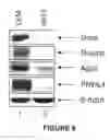 Fig. 07 - MODULATORS OF VIRAL TRANSCRIPTION, AND METHODS AND COMPOSITIONS THEREWITH