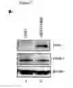 Fig. 08 - MODULATORS OF VIRAL TRANSCRIPTION, AND METHODS AND COMPOSITIONS THEREWITH