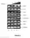 Fig. 10 - MODULATORS OF VIRAL TRANSCRIPTION, AND METHODS AND COMPOSITIONS THEREWITH