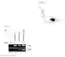 Fig. 12 - MODULATORS OF VIRAL TRANSCRIPTION, AND METHODS AND COMPOSITIONS THEREWITH