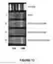 Fig. 13 - MODULATORS OF VIRAL TRANSCRIPTION, AND METHODS AND COMPOSITIONS THEREWITH