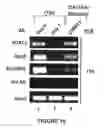 Fig. 17 - MODULATORS OF VIRAL TRANSCRIPTION, AND METHODS AND COMPOSITIONS THEREWITH