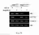 Fig. 03 - Methods for modulating the expression and aggregation of CAG-expanded gene product in cells and methods for identifying agents useful for doing the same