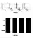 Fig. 08 - Gene and Protein Relating to Hepatocellular Carcinoma and Methods of Use Thereof