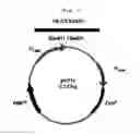 Fig. 04 - Method for preparing recombinant glycoproteins with high sialic acid content