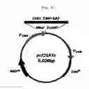 Fig. 05 - Method for preparing recombinant glycoproteins with high sialic acid content