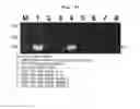 Fig. 07 - Method for preparing recombinant glycoproteins with high sialic acid content