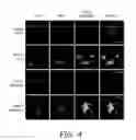 Fig. 07 - Alkynyl sugar analogs for labeling and visualization of glycoconjugates in cells