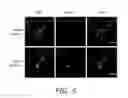 Fig. 08 - Alkynyl sugar analogs for labeling and visualization of glycoconjugates in cells