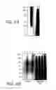 Fig. 09 - Alkynyl sugar analogs for labeling and visualization of glycoconjugates in cells