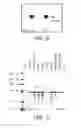 Fig. 07 - Polynucleotides Encoding Thymidine Kinase Mutants