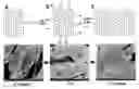 Fig. 01 - Method of preparing nitrogen-doped graphene and nitrogen-doped graphene prepared thereby