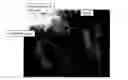Fig. 01 - SYNOVIAL SHUNTS