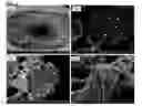 Fig. 04 - Methods for producing and using silk nanofiber nerve conduits