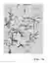 Fig. 06 - PEO coating on Mg screws