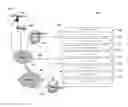 Fig. 04 - System and method of ranking web sites or web pages or documents based on search words position coordinates