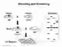 Fig. 01 - Genetically Modified Rat Models for Pain