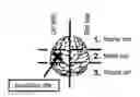 Fig. 01 - Vector utilizing borna disease virus and use thereof