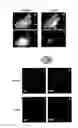 Fig. 06 - Vector utilizing borna disease virus and use thereof