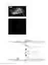 Fig. 08 - Vector utilizing borna disease virus and use thereof