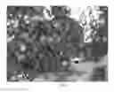 Fig. 02 - Tomato hybrid PS01533588