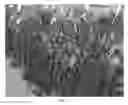 Fig. 03 - Tomato hybrid PS01533588