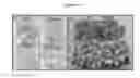 Fig. 07 - Selectable marker gene and methods of use thereof in transplastomic plants