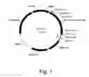 Fig. 02 - Polypeptides having endoglucanase activity and polynucleotides encoding same