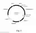 Fig. 09 - Polypeptides having endoglucanase activity and polynucleotides encoding same