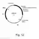 Fig. 15 - Polypeptides having endoglucanase activity and polynucleotides encoding same