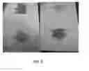 Fig. 03 - ASSAY FOR MEASURING ROOTWORM RESISTANCE