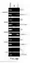 Fig. 06 - METHODS OF AFFECTING NITROGEN ASSIMILATION IN PLANTS
