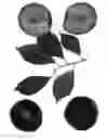 Fig. 01 - Interspecific tree