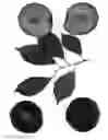 Fig. 02 - Interspecific tree