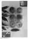 Fig. 01 - Peach tree named 'June Time'