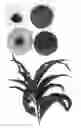 Fig. 01 - Peach tree, 'Burpeachtwentysix'