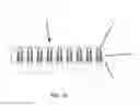 Fig. 16 - Musical instrument mechanically activated