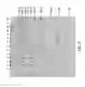 Fig. 06 - METHOD FOR ELECTROELUTING GENETIC MATERIAL FROM DRIED SAMPLES