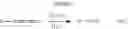 Fig. 04 - Polymeric matrices formed from monomers comprising a protected amine group