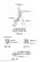 Fig. 02 - Apparatus and method for separation of whole blood into plasma or serum and cells