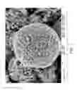 Fig. 08 - Material of phosphorus-doped lithium titanium oxide with spinel structure and method of manufacturing the same
