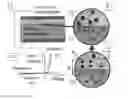 Fig. 01 - Ionic junction for radiation detectors