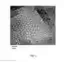 Fig. 09 - NEW-TYPE CHITOSAN-BASED HYBRID MACROMOLECULE AND A METHOD FOR PRODUCING OR USING THE MACROMOLECULE