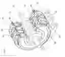 Fig. 22 - POLYPHASIC MULTI-COIL ELECTRIC DEVICE