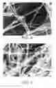 Fig. 04 - One dimension nano magnetic wires