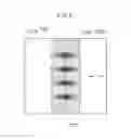 Fig. 06 - Image formation device and image formation method