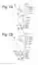 Fig. 08 - Vehicular lamp